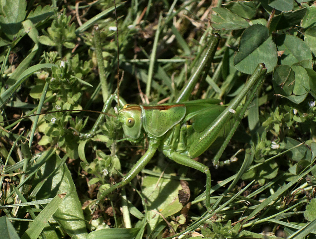 Tettigonia sp.